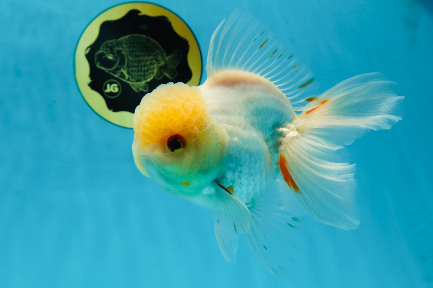 A Grade White Oranda Male 5.5-6 inches #060625OR_26