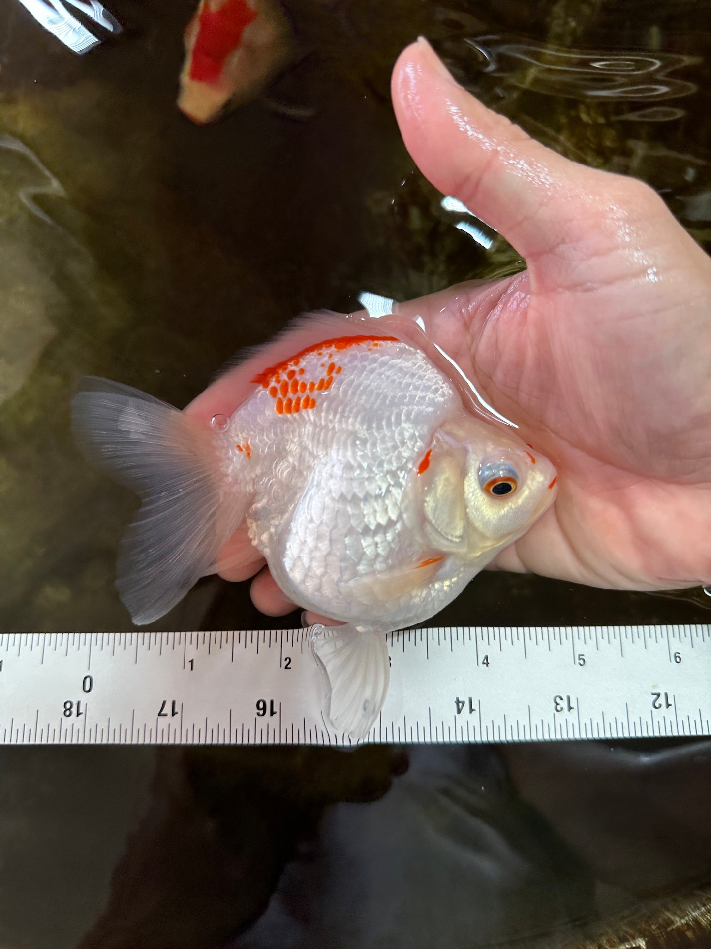 A Grade Kohaku Ryukin Red White Female 4.5-5 inches #070425RK_01