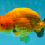 Orange Lionchu Female 4.5 inches #0927LC_32