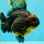 SHOW GRADE Red Head Kirin Yuanbao Female 6.5 inches #070326YB_01