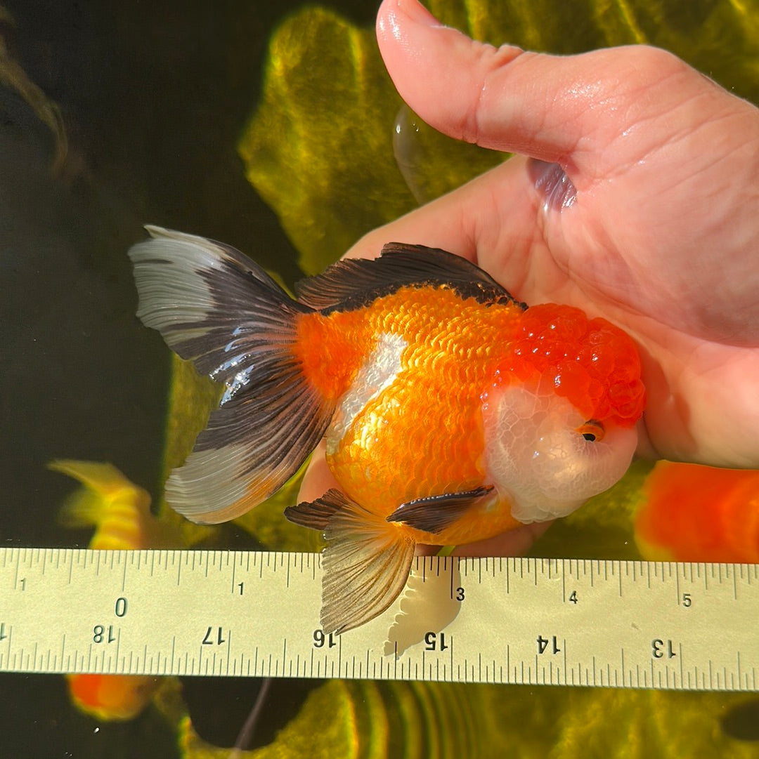 3 Inch Goldfish A Grade Tricolor Oranda Male 4.5 inches #0908OR_10 – Jimmy Goldfish