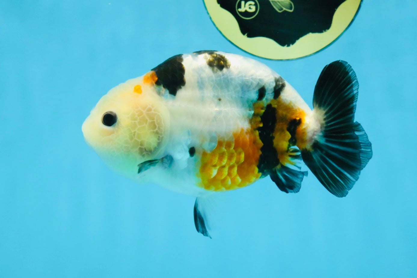 A Grade Calico Chinese Ranchu Female 4.5-5 inches #112125RC_16