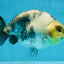 Cow Chinese Ranchu Female 5-5.5 inches #103125RC_08
