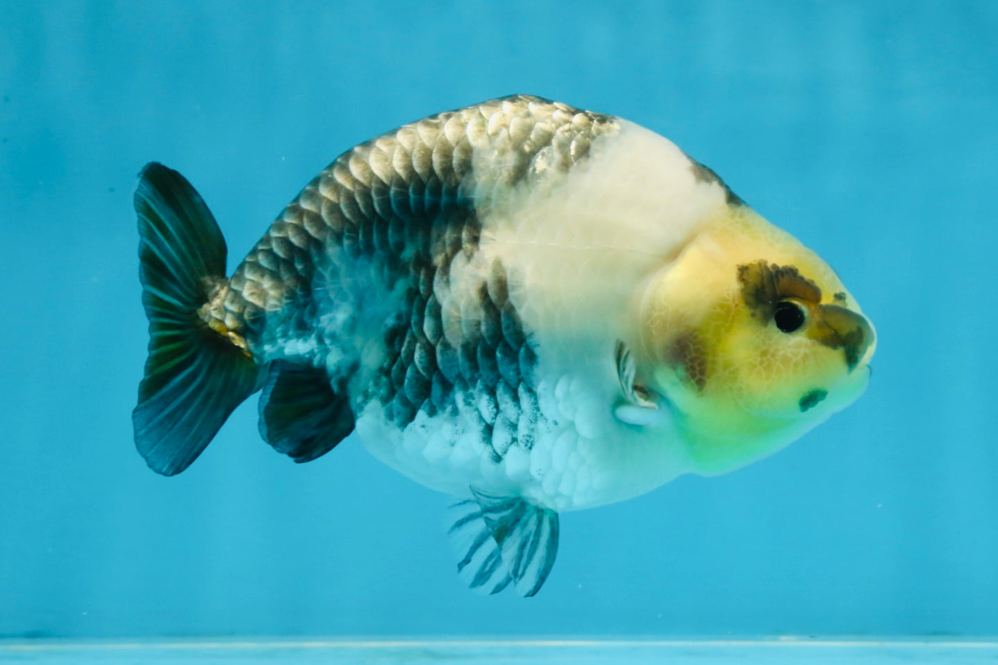 Cow Chinese Ranchu Female 5-5.5 inches #103125RC_08