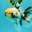 A Grade White Tiger Oranda Male 7 inches #082126OR_15