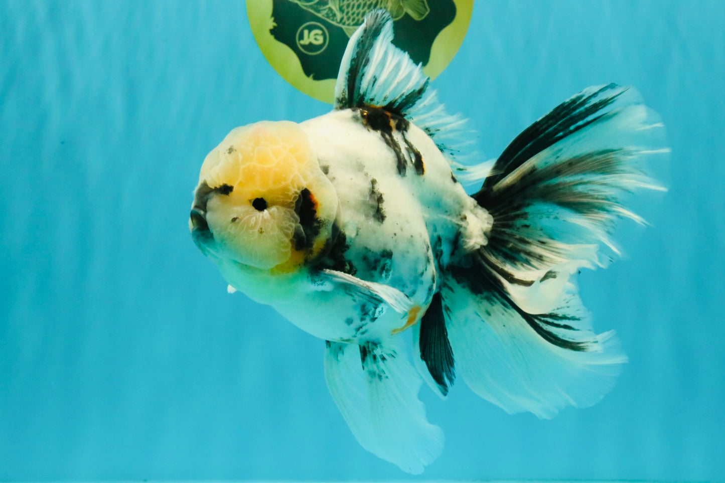 A Grade White Tiger Oranda Male 7 inches #082126OR_15
