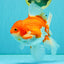 A Grade Red White Oranda Female 6.5-7 inches #050826OR_06