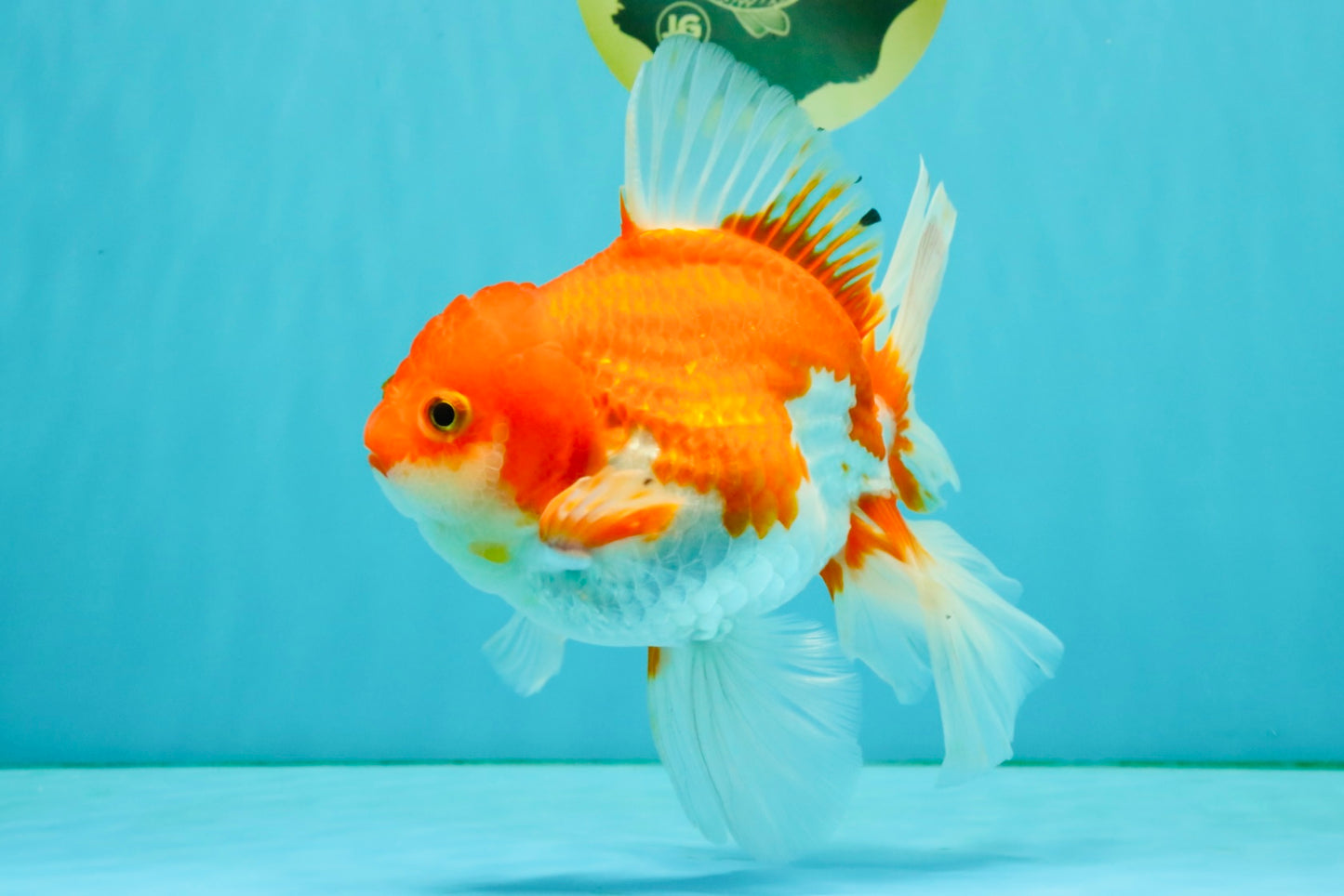 A Grade Red White Oranda Female 6.5-7 inches #050826OR_06