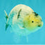 A Grade Marble Ranchu Male 5 inches #071026RC_11