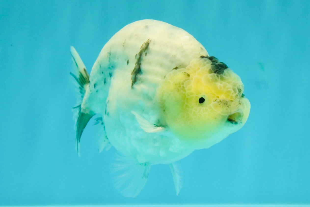 A Grade Marble Ranchu Male 5 inches #071026RC_11