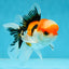 A Grade Tricolor Oranda Male 4.5 inches #050225OR_10