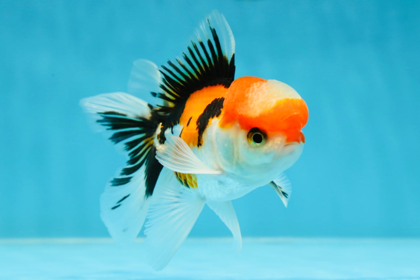 A Grade Tricolor Oranda Male 4.5 inches #050225OR_10