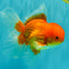 A Grade Red White Oranda Male 6.5 inches #082826OR_16