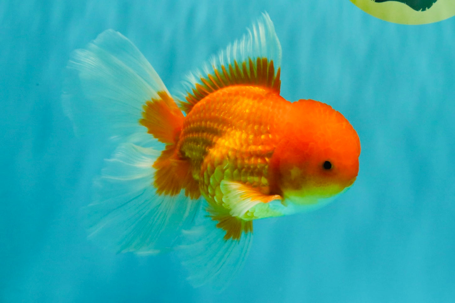 A Grade Red White Oranda Male 6.5 inches #082826OR_16