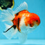 AAA Grade Young Godzilla Sakura Oranda Male 6-6.5 inches #081525OR_08