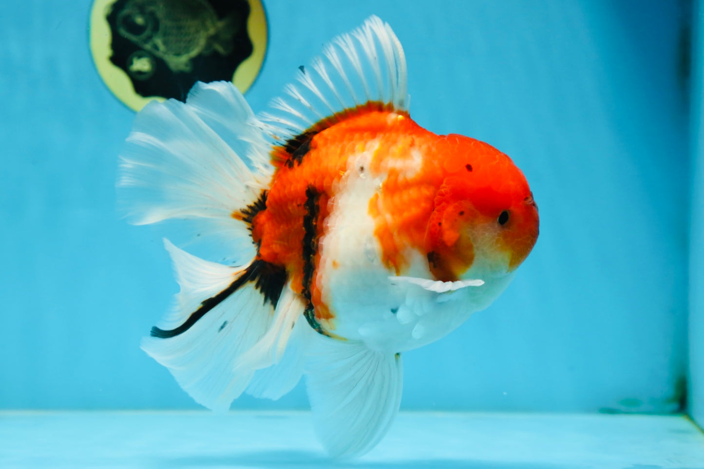 AAA Grade Young Godzilla Sakura Oranda Male 6-6.5 inches #081525OR_08