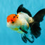 Tricolor Oranda Female 5-5.5 inches #041026OR_06