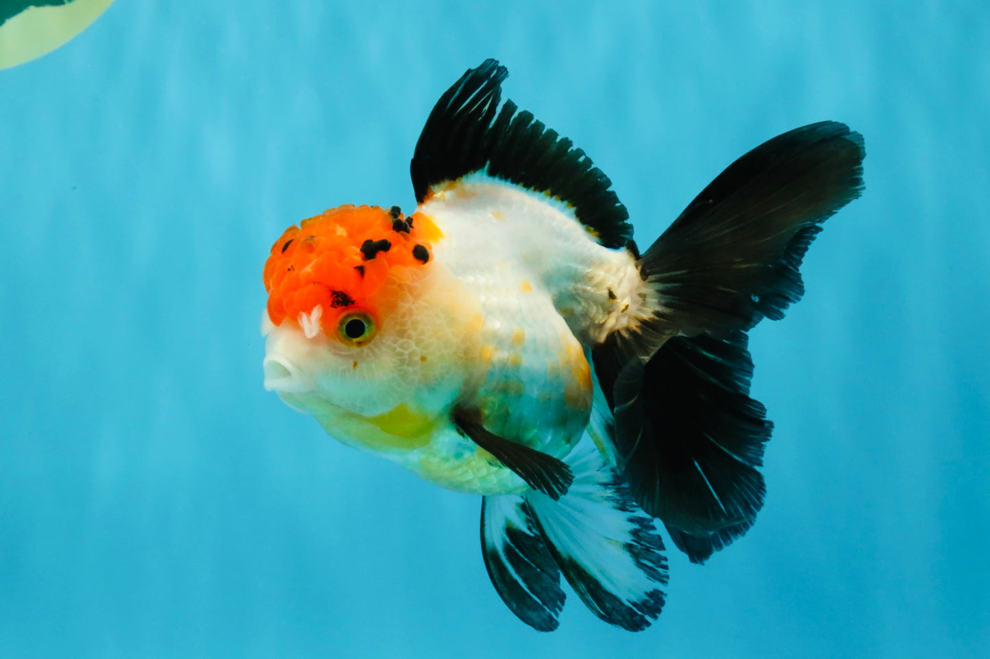 Tricolor Oranda Female 5-5.5 inches #041026OR_06