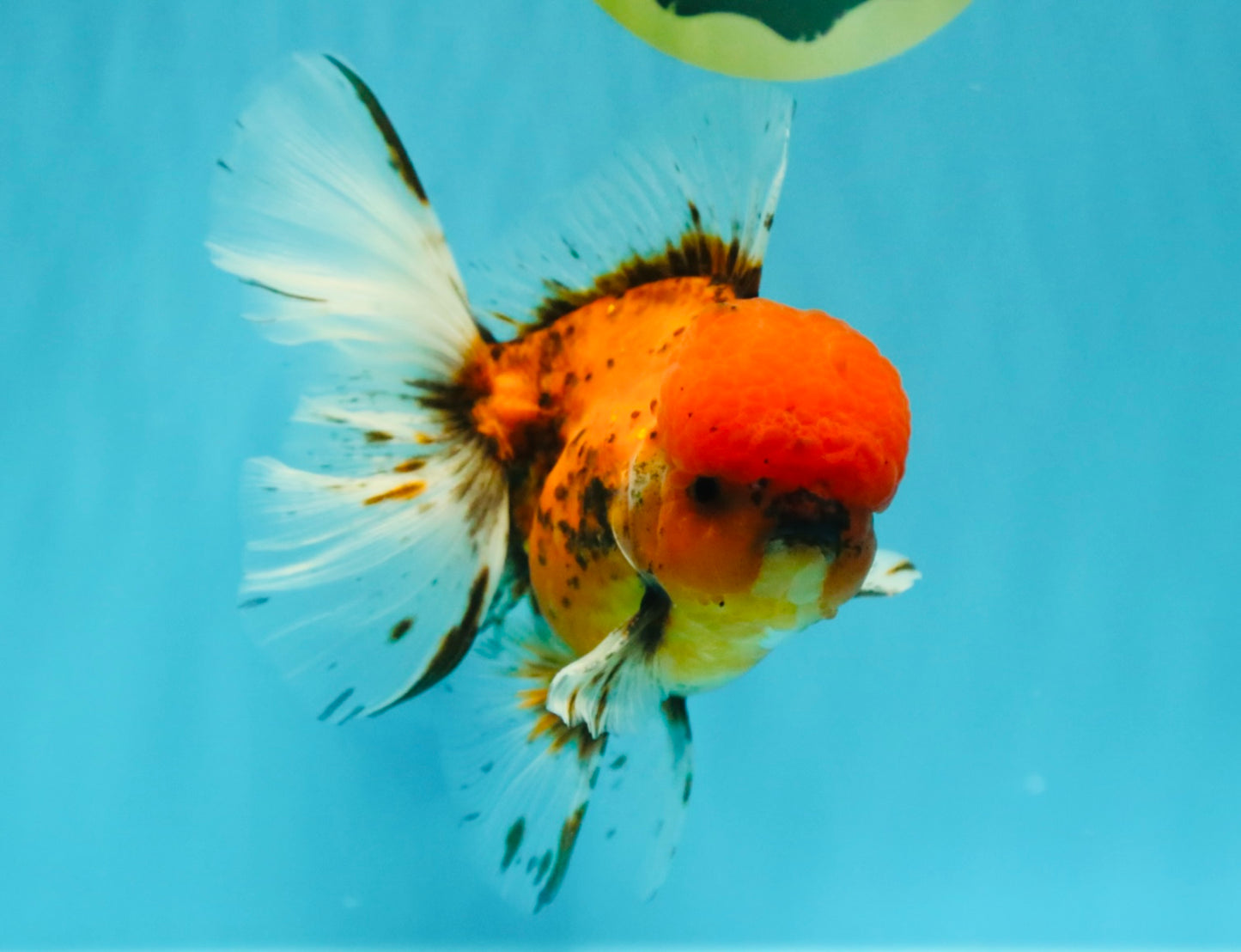 AAA Grade Sakura Long Tail Oranda Male 6.5 inches #030626OR_07