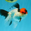 Tricolor Oranda Male 5-5.5 inches #041026OR_12