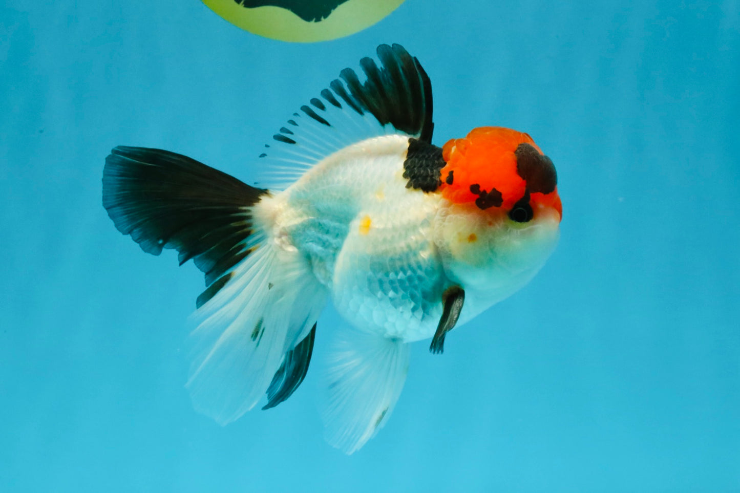 Tricolor Oranda Male 5-5.5 inches #041026OR_12