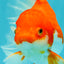 A Grade Red White Oranda Female 6.5-7 inches #050826OR_06
