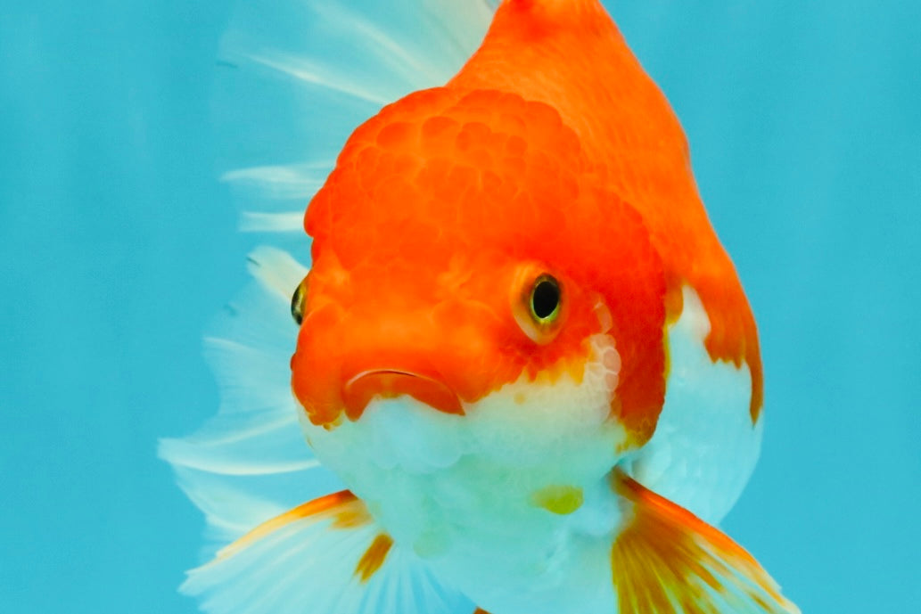 A Grade Red White Oranda Female 6.5-7 inches #050826OR_06