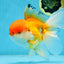 A Grade Orange White Oranda Female 6.5 inches #070425OR_22