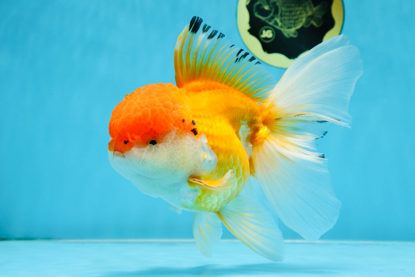 A Grade Orange White Oranda Female 6.5 inches #070425OR_22