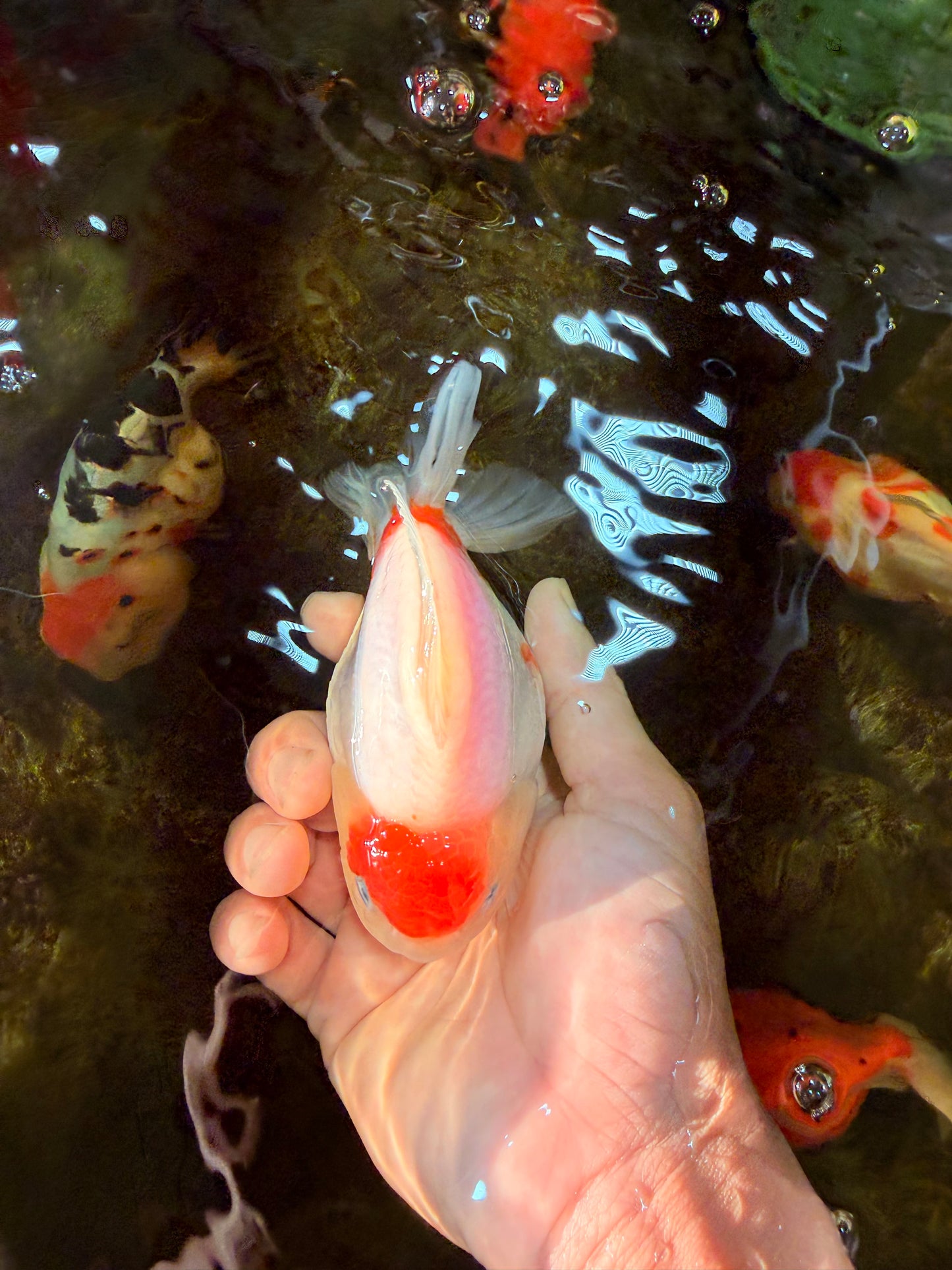 A Grade Young Godzilla Tancho Sakura Yuanbao Male 4.5 inches #101725YB_26