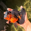 A Grade LAVA Apache Oranda Female 5.5-6 inches #030626OR_28