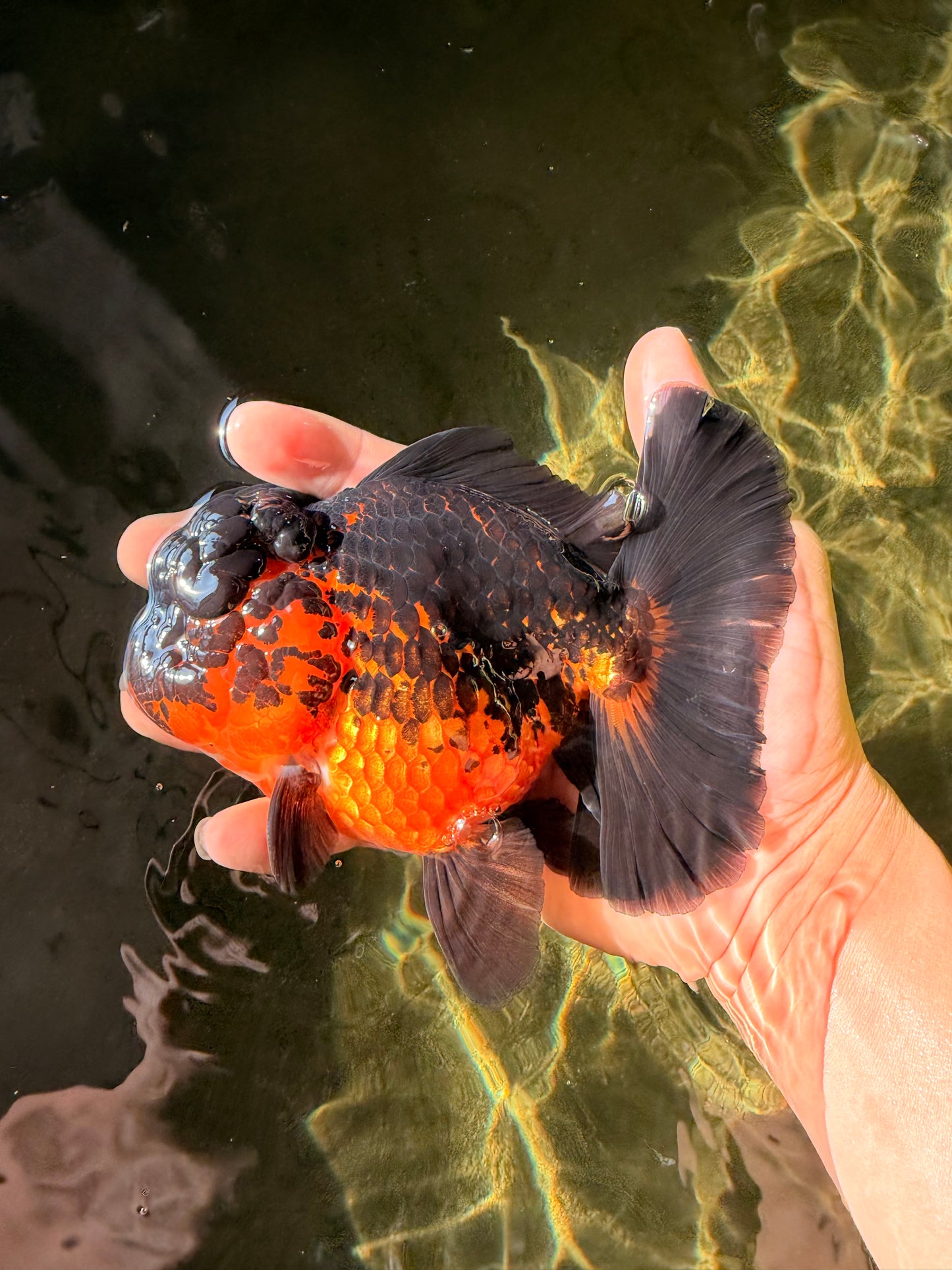 A Grade LAVA Apache Oranda Female 5.5-6 inches #030626OR_28