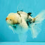 CHONKY A Grade Marble Oranda Male 5 inches #050126OR_07