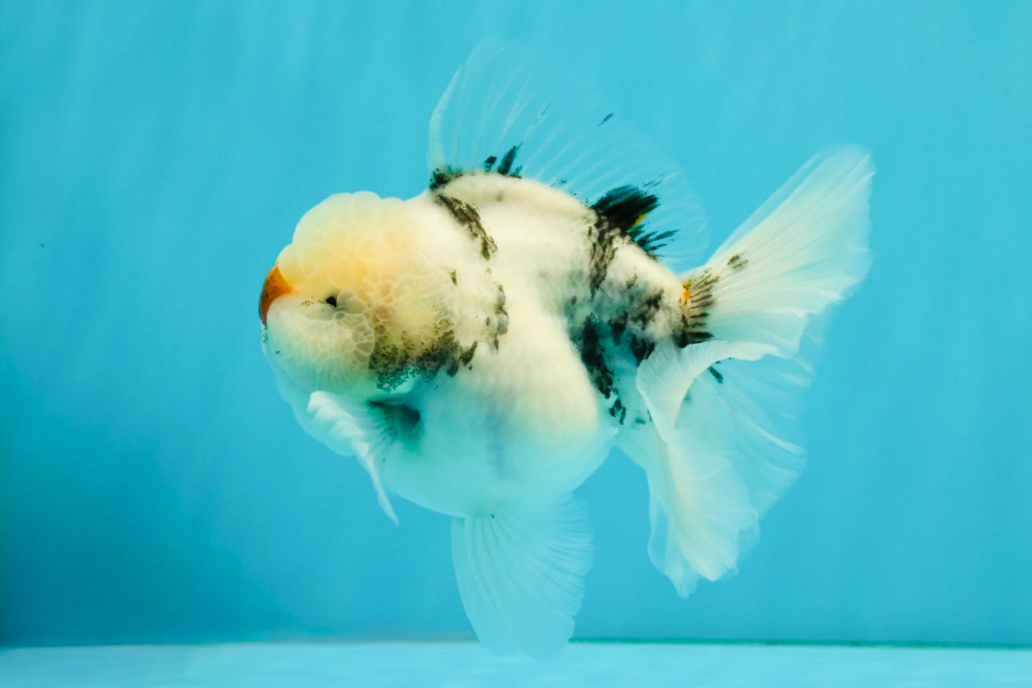 CHONKY A Grade Marble Oranda Male 5 inches #050126OR_07