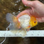 Lemonhead Oranda Male 5 inches #090525OR_17