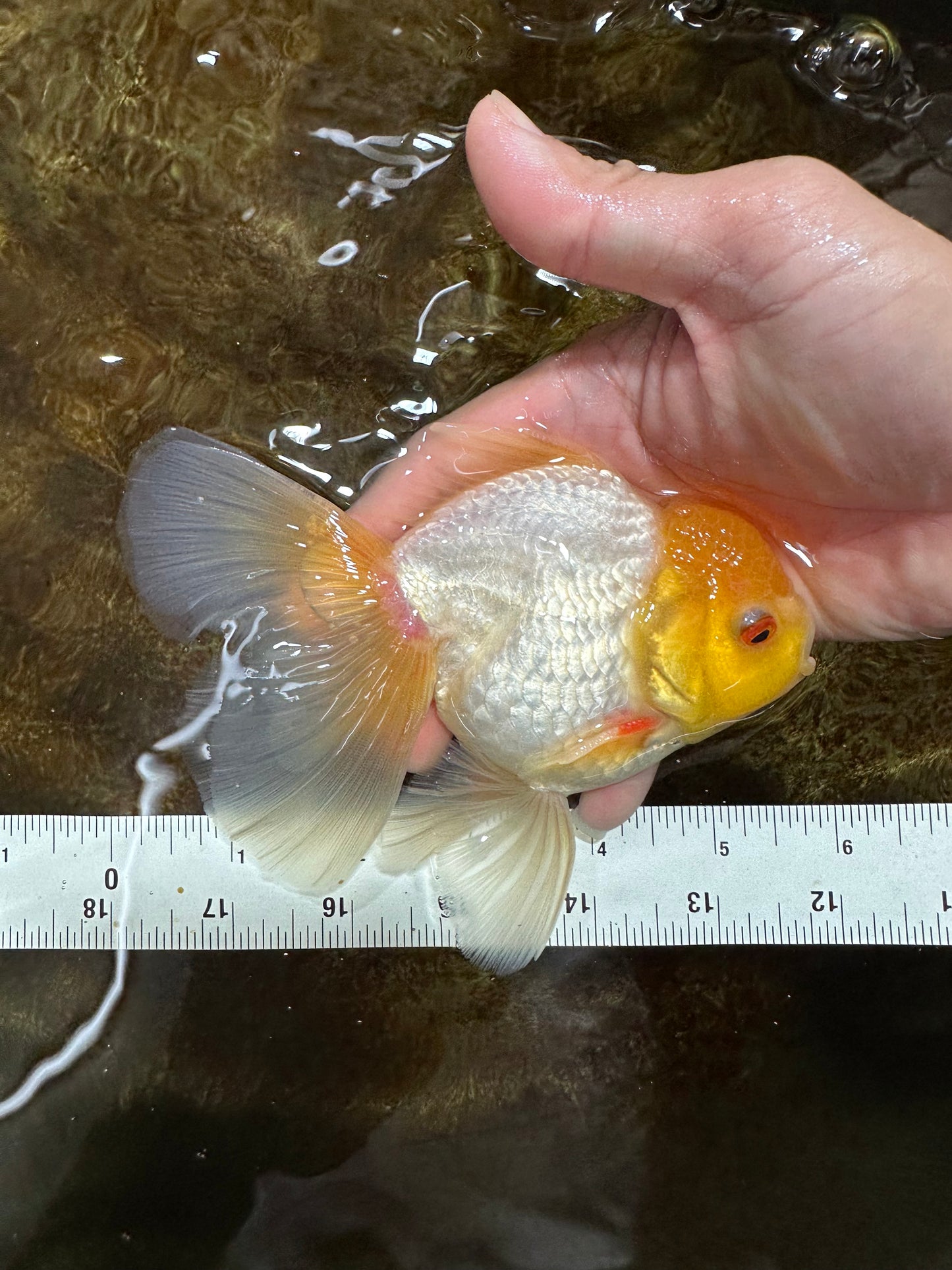 Lemonhead Oranda Male 5 inches #090525OR_17