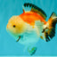 AAA Grade Tricolor Yuanbao Male 5 inches #072426YB_26