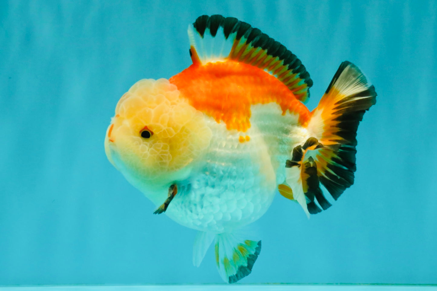 AAA Grade Tricolor Yuanbao Male 5 inches #072426YB_26