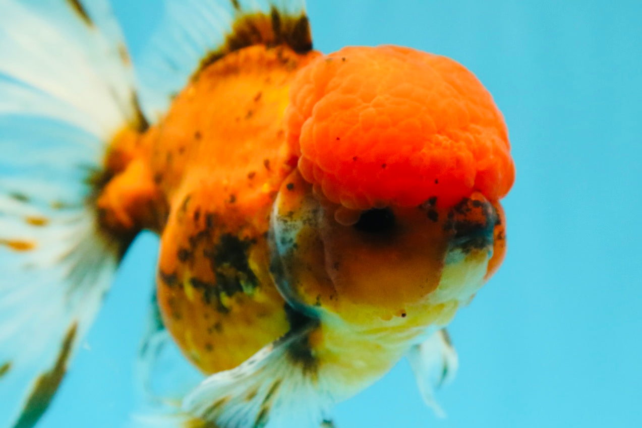 AAA Grade Sakura Long Tail Oranda Male 6.5 inches #030626OR_07