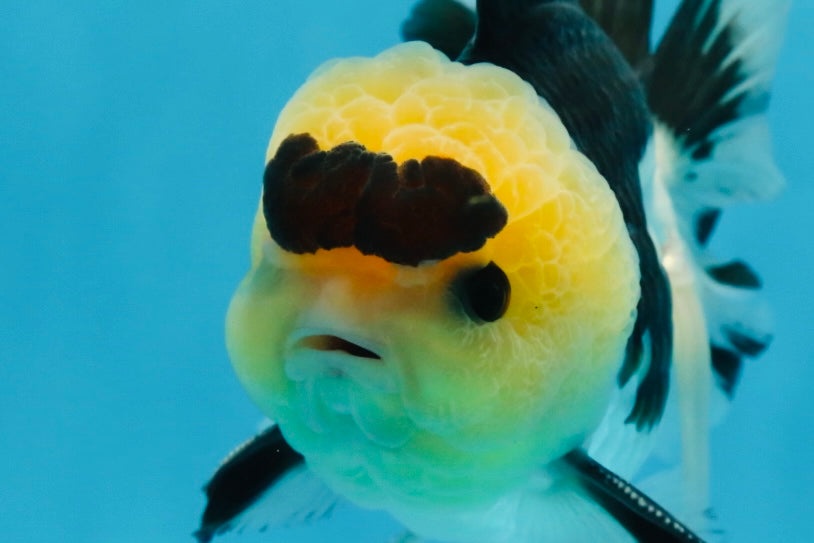 AAA Grade Panda Button Eyes Oranda Male 5-5.5 inches #080125OR_22