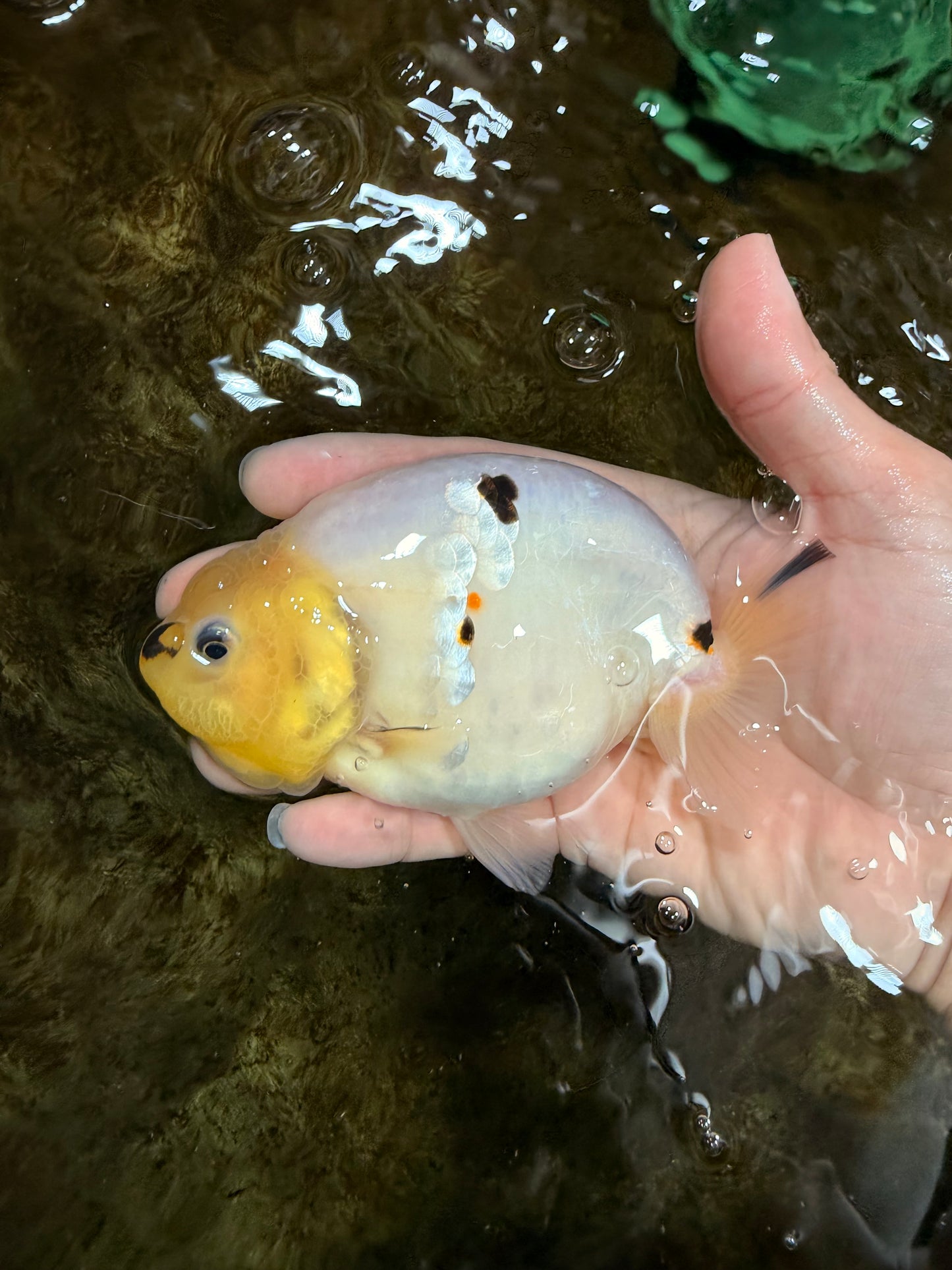 A Grade Cow Chinese Ranchu Female 5 inches #103125RC_09