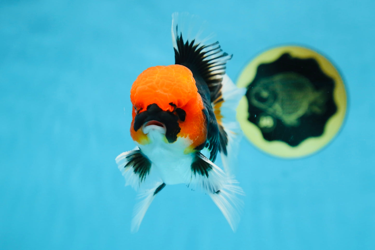 AAA Grade Tricolor Button Eyes Oranda Male 5 inches #080825OR_04