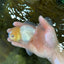 White Oranda Male 5.5 inches #052325OR_04