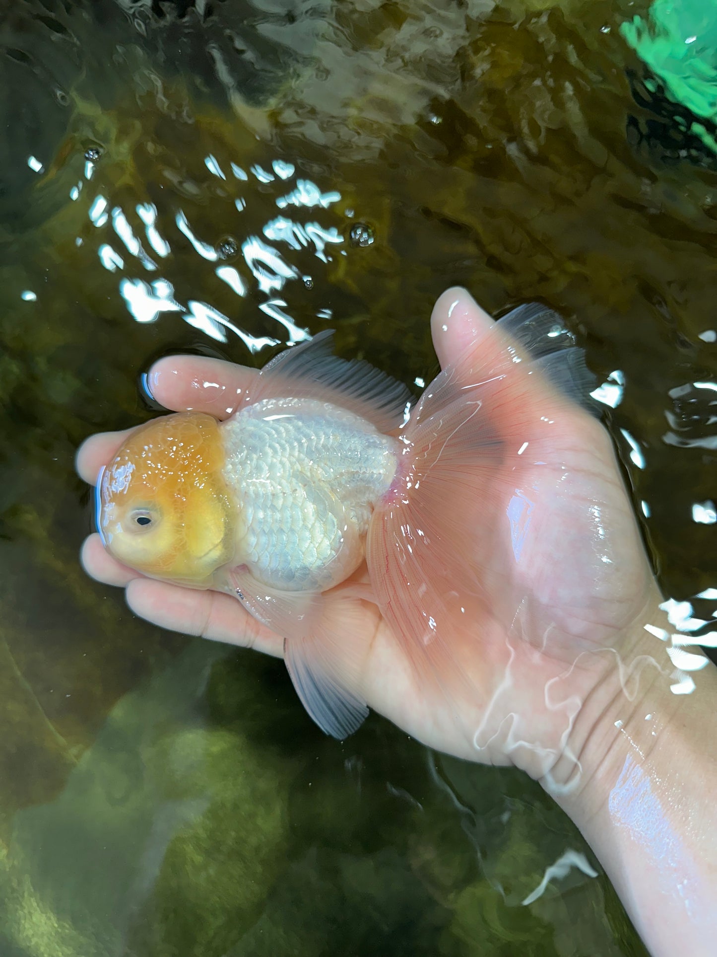 White Oranda Male 5.5 inches #052325OR_04
