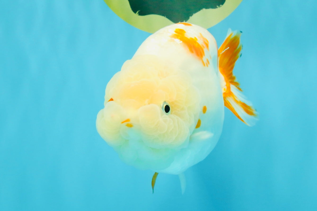 Sakura Chinese Ranchu Female 5.5 inches #022726RC_21