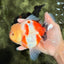 CHUNKY AAA Grade Sakaru Oranda Male 6 inches #092526OR_03