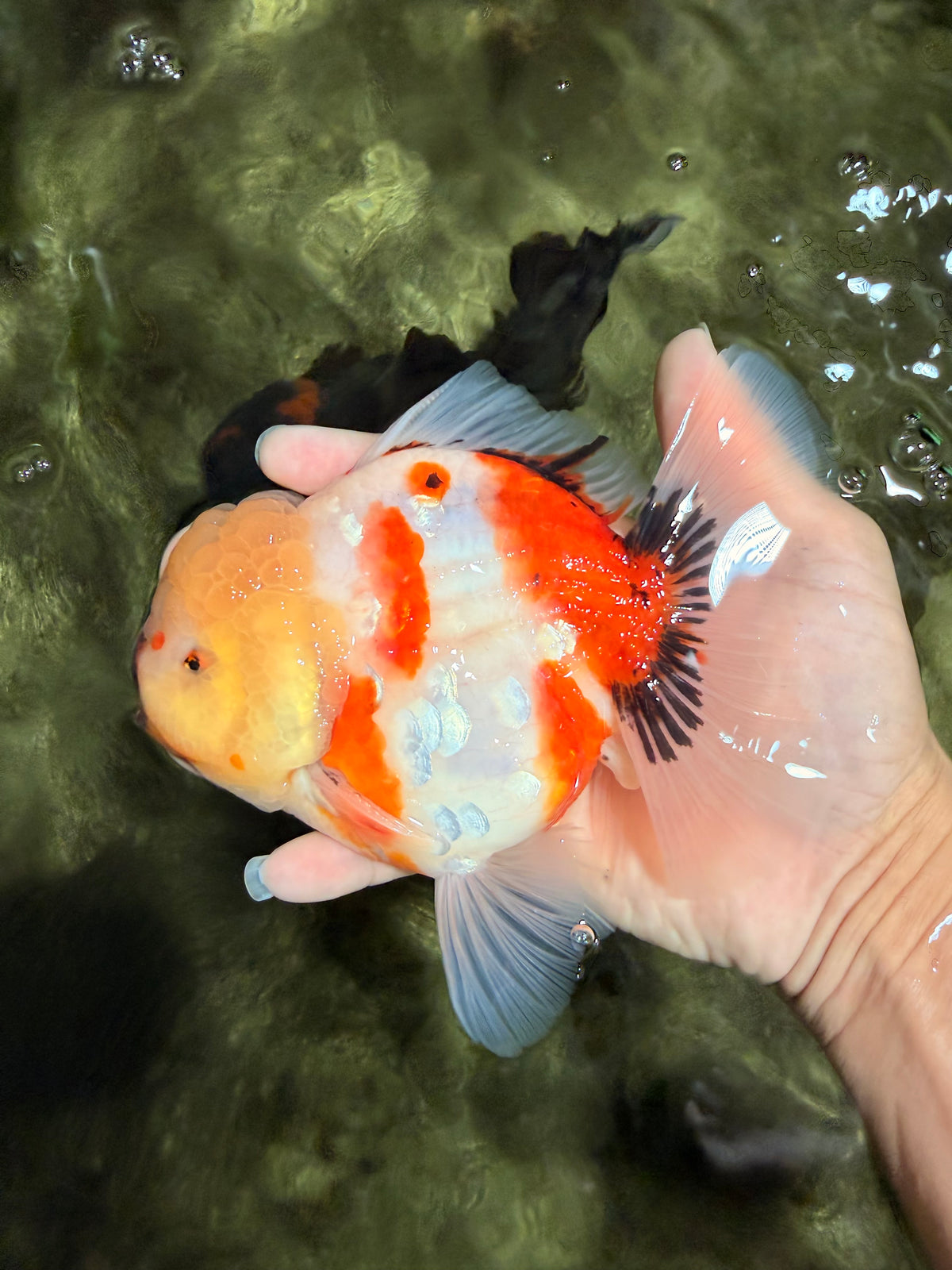 CHUNKY AAA Grade Sakaru Oranda Male 6 inches #092526OR_03