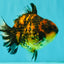 A Grade Tiger Yuanbao Male 4.5-5 inches #071726YB_11