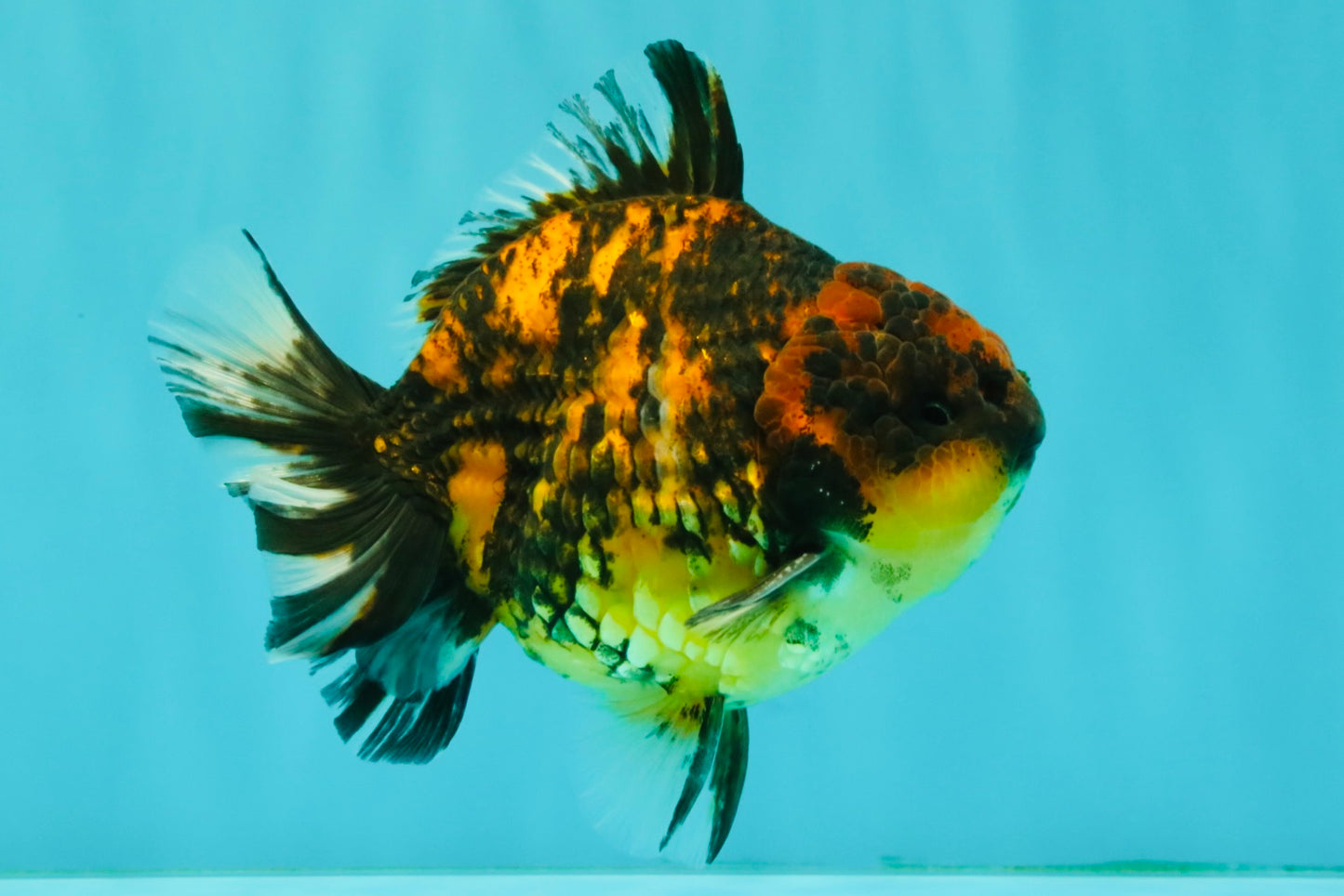 A Grade Tiger Yuanbao Male 4.5-5 inches #071726YB_11