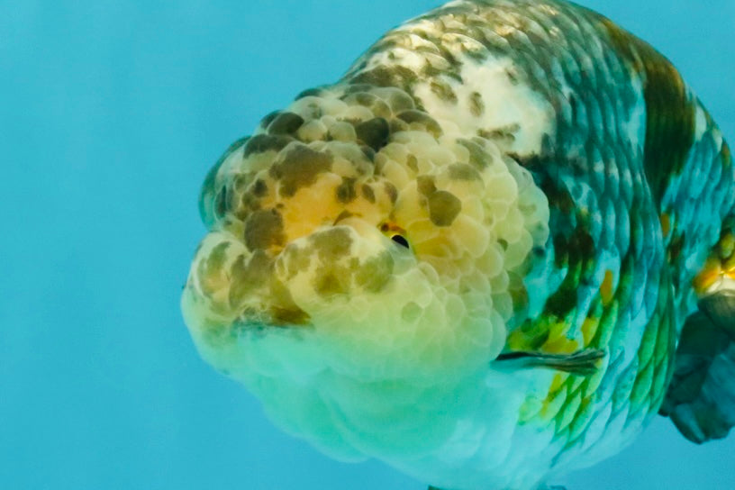 SPECIAL Pepper Calico Chinese Ranchu Female 6-6.5 inches #032026RC_30